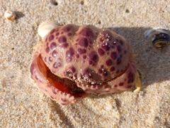 Calappa granulata