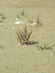 Salicornia meyeriana