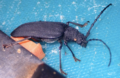 Pixodarus nyassae