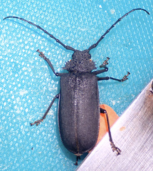 Pixodarus nyassae