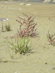 Salicornia meyeriana