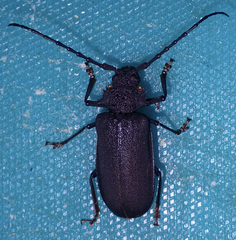 Pixodarus nyassae