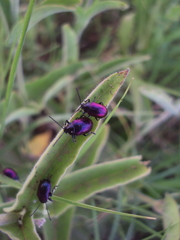 Freudeita cupripennis