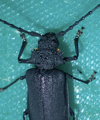 Pixodarus nyassae
