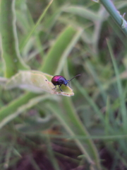 Freudeita cupripennis