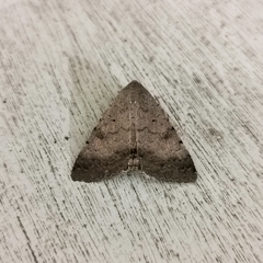 Pandesma quenavadi