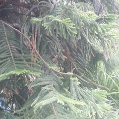 Araucaria heterophylla