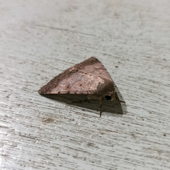 Pandesma quenavadi