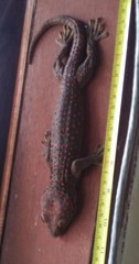 Gekko gecko