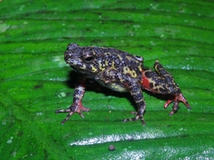 Leptophryne javanica