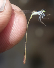 Agriocnemis gratiosa