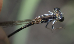 Agriocnemis gratiosa