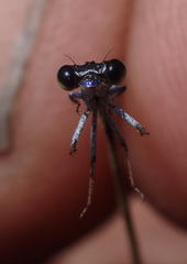 Agriocnemis gratiosa