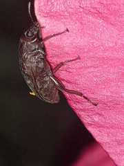 Bothrotes angusticollis