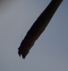 Agriocnemis gratiosa