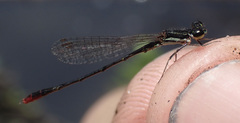 Agriocnemis victoria