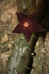 Australluma ubomboensis