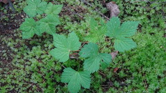 Rubus humulifolius