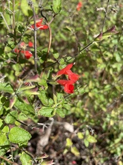 Salvia coccinea image