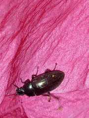 Bothrotes angusticollis