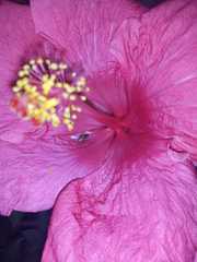 Bothrotes angusticollis