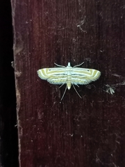Parapoynx villidalis