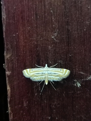 Parapoynx villidalis
