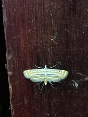 Parapoynx villidalis
