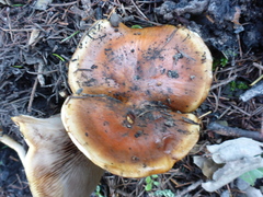 Pholiota brunnescens
