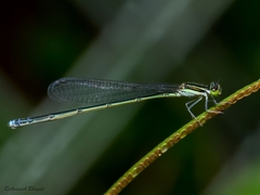 Aciagrion approximans