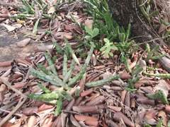 Australluma ubomboensis