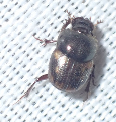 Onthophagus suffusus