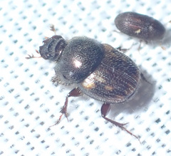 Onthophagus suffusus