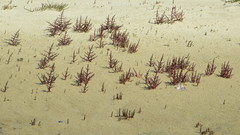Salicornia meyeriana