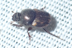 Onthophagus suffusus