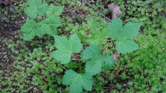Rubus humulifolius