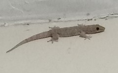 Hemidactylus platyurus