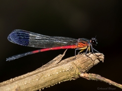 Euphaea dispar