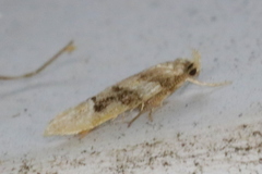 Coleotechnites atrupictella