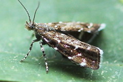 Prochoreutis ultimana