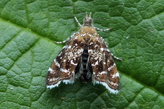 Prochoreutis myllerana
