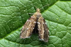 Prochoreutis ultimana