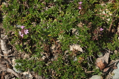 Thymus proximus