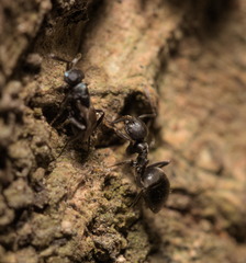 Technomyrmex brunneus