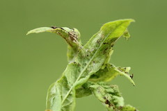 Tebenna bjerkandrella