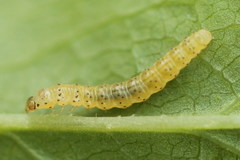 Tebenna bjerkandrella