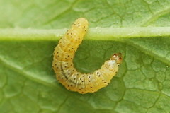 Tebenna bjerkandrella