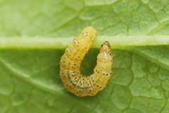 Tebenna bjerkandrella