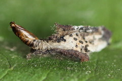 Tebenna bjerkandrella