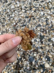 Cornuticella taurina